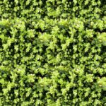 Greenery Wall Illustrated 4' x 8' Panels (Fusion, Photographic + Illustrated Collection)