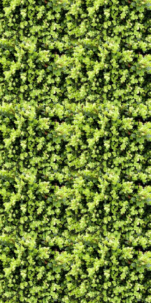 Greenery Wall Illustrated 4' x 8' Panels (Fusion, Photographic + Illustrated Collection)