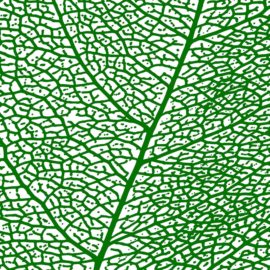 Leaf Skeleton 4' x 8' Panels (Fusion, Photographic + Illustrated Collection)