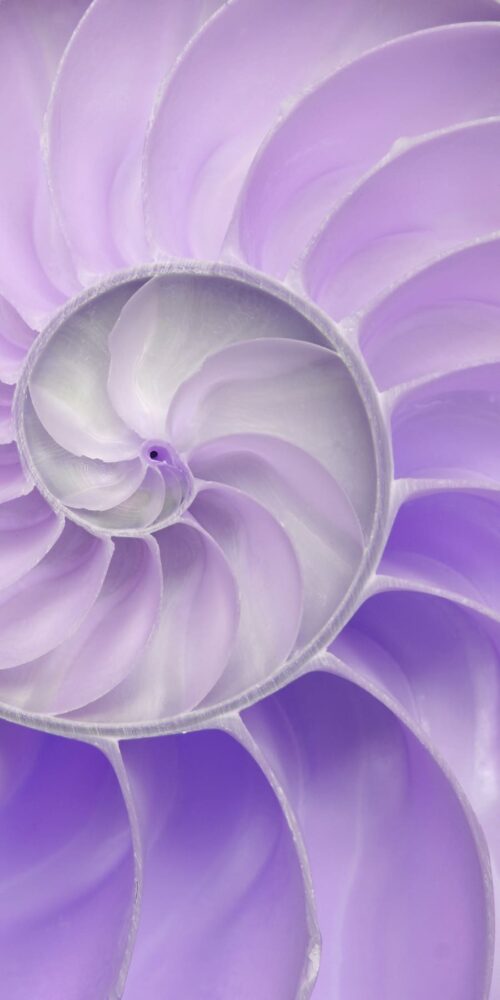 Nautilus Lilac 4' x 8' Panels (Fusion, Photographic + Illustrated Collection)