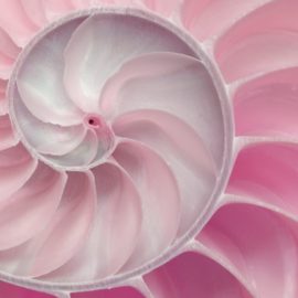 Nautilus Rose 4' x 8' Panels (Fusion, Photographic + Illustrated Collection)