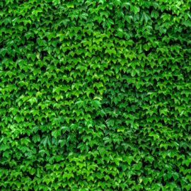 Ivy Covered Walls, 4′ x 8′ Panels (Fusion, Organics Collection)