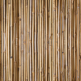 Bamboo Wall, 4' x 8' Panel (Fusion, Organics Collection/Photographic and Illustrated Collection)
