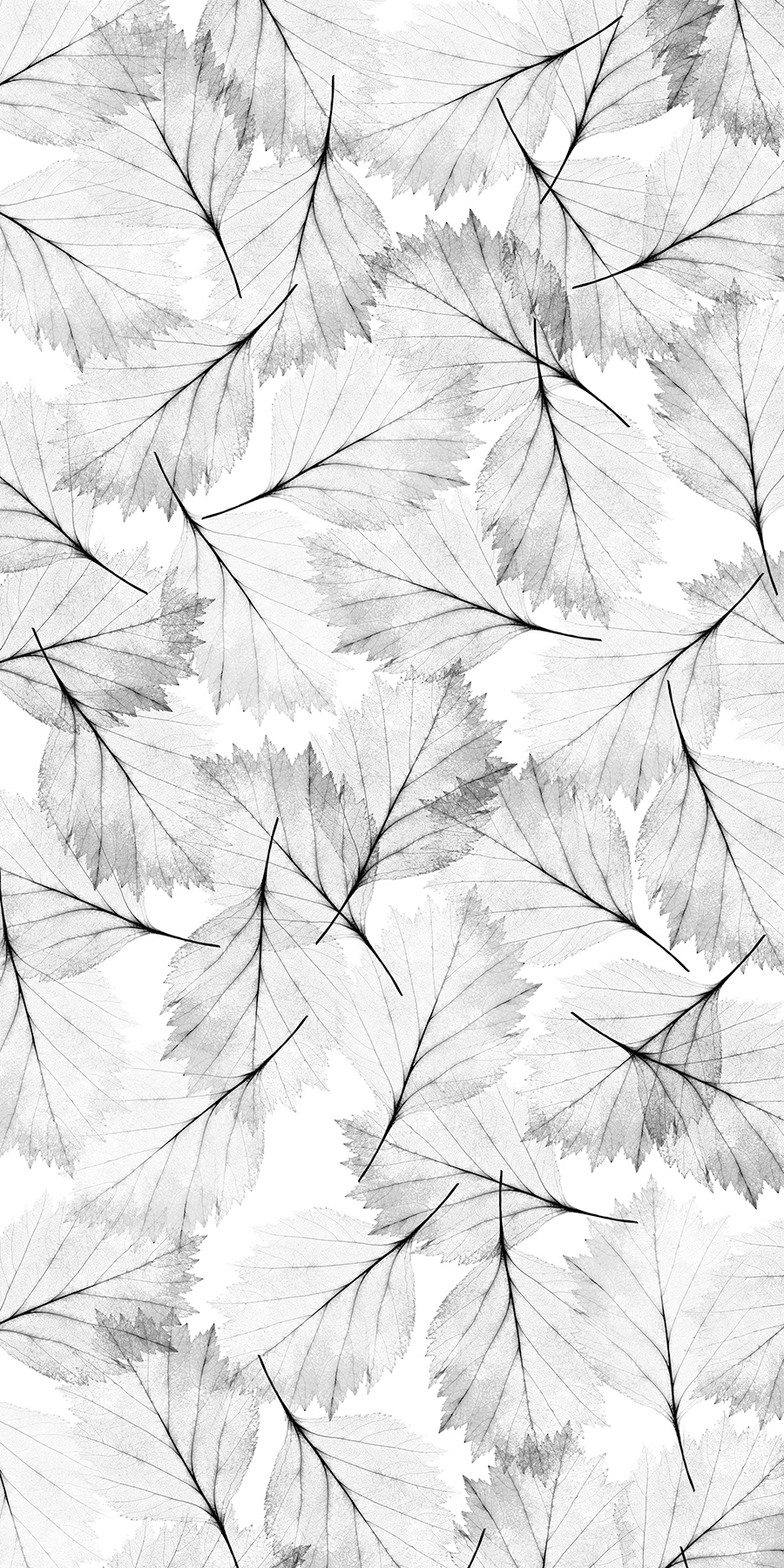 Leaves Modern Frosted, Frosted Fusion Collection